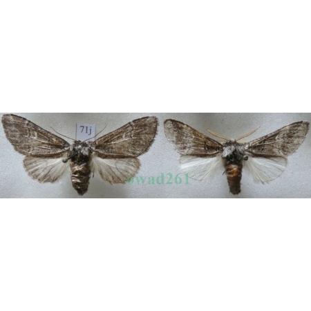 Drymonia querna (Denis & Schiffermüller, 1775) pair Dąbrówka dębowa Czech71j